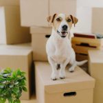 How to Talk to Your Landlord About Your Emotional Support Animal