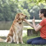 How to Train Your Emotional Support Dog