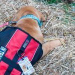 How To Train a Psychiatric Service Dog
