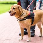 Service Dog Etiquette