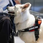 What is Living with a Psychiatric Service Dog Actually Like?