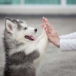 Can You Take Your Service Animal to a Concert?