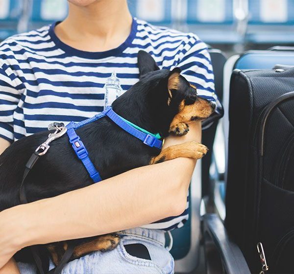 PSD (Psychiatric Service Dog) Letter