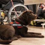 Understanding Emotional Support Animal Legal Rights: FHA and ACAA Explained